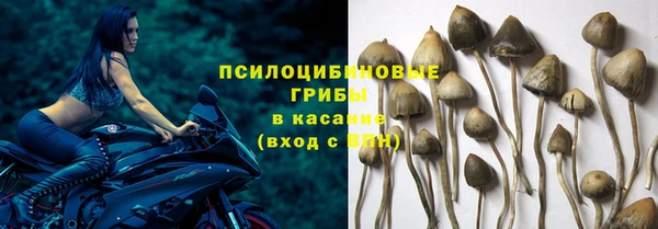 PSILOCYBIN Аркадак